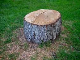 Reliable Texarkana, TX Tree Removal Solutions