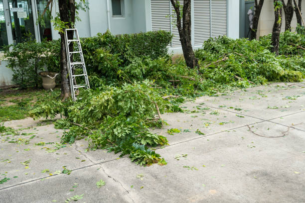Best Tree Health Inspection  in Texarkana, TX