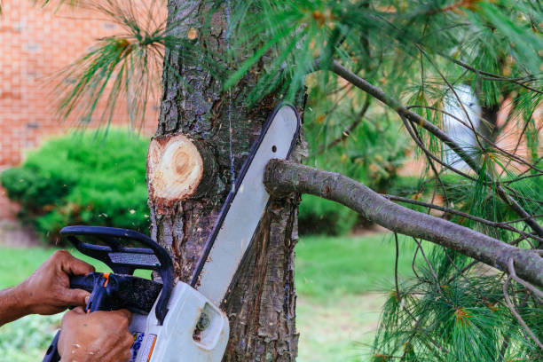 Best Hedge Trimming  in Texarkana, TX